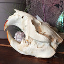 Beaver Skull - Curious Nature
