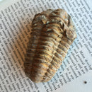 Flexicalymene Trilobite - Curious Nature