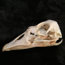 Domestic Goose Skull - Curious Nature
