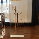 Walking Stick Bug Paperweight