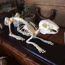 Articulated Rabbit Skeleton - Curious Nature