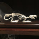 Articulated Rat Skeleton - Curious Nature
