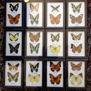 Riker Mounted Double Butterfly