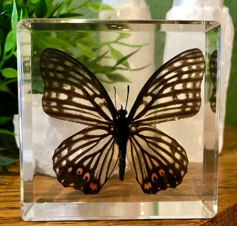 Red Ring Skirt Butterfly Paperweight - Curious Nature
