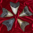 4" Megalodon Tooth