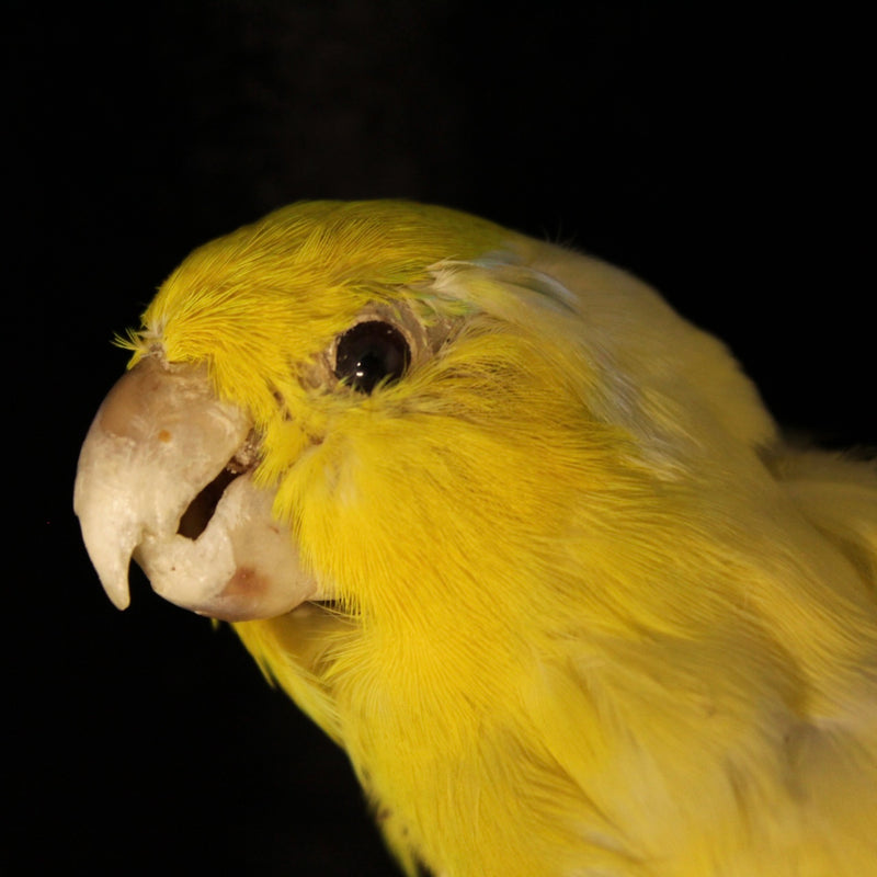Yellow Parrotlet Taxidermy Mount