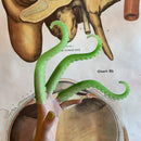 Glow in the Dark Finger Tentacle - Curious Nature