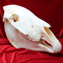 Plains Zebra Skull GRADE B
