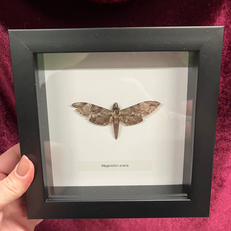 Grey Double-Bristled Hawkmoth in Frame