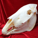 Plains Zebra Skull GRADE B