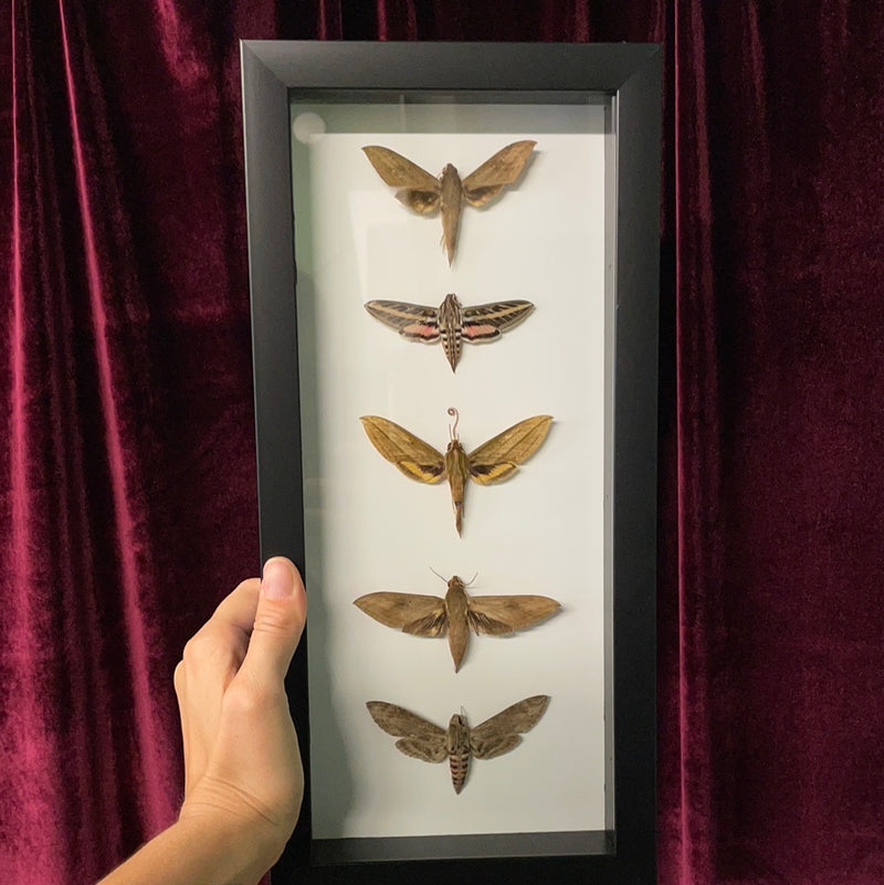 Five Assorted Hawk Moths in Frame
