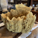 Vase Sponge - Curious Nature