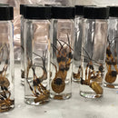 Banana Spider Wet Specimen