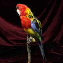 Eastern Rosella Mount