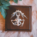 Articulated Toad Skeleton - Curious Nature