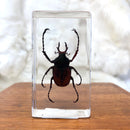 Medium Antler Horned Beetle Paperweight