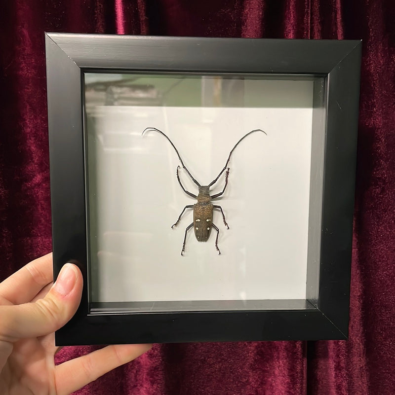 Batocera laena Longhorn Beetle in Frame