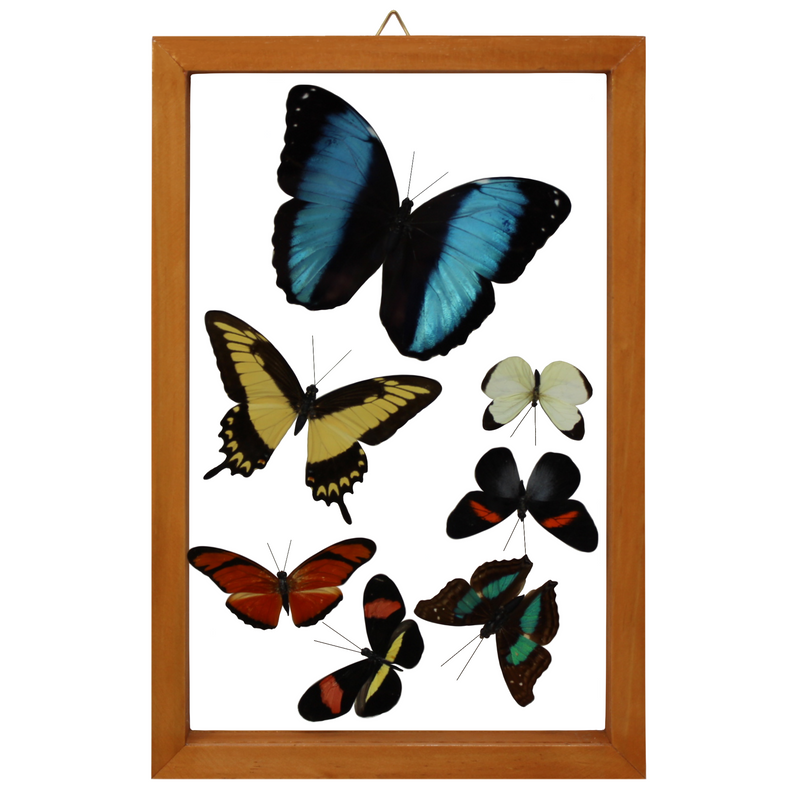 7 Assorted Butterflies in Double Glass (Brown Frame)