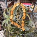 Thin Bone Bead Skull Bracelet - Curious Nature