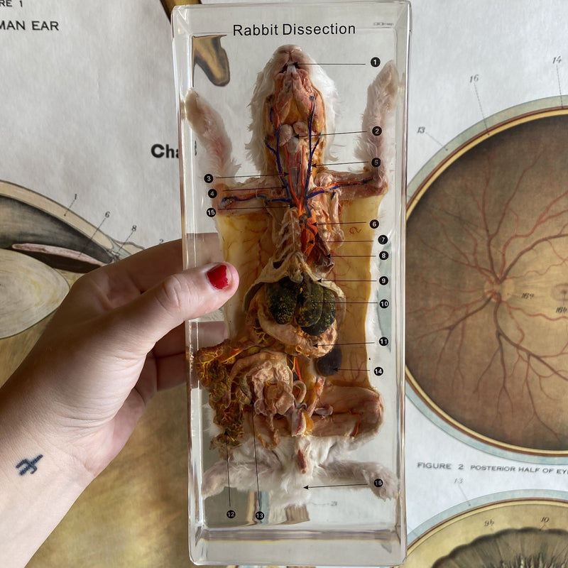 Rabbit Dissection in Resin - Curious Nature