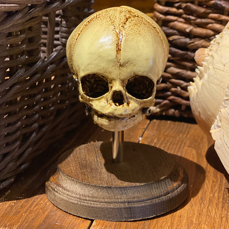 Human Fetal Skull Model