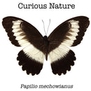 Papilio mechowianus