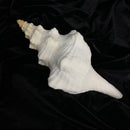 Florida Horse Conch