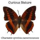 Charaxes cynthia cameroonensis