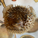Giant Taxidermy Porcupine Pufferfish