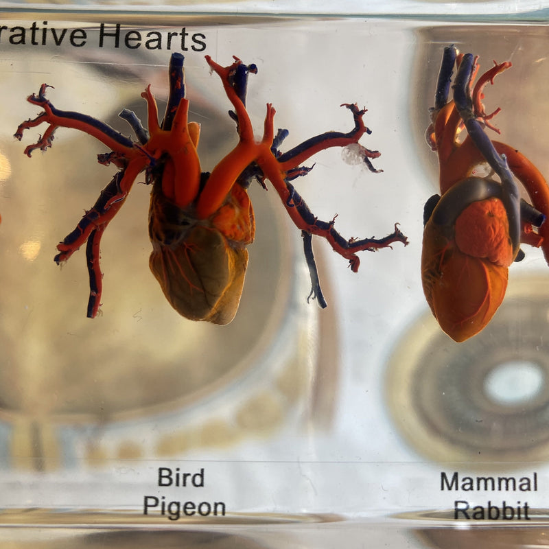 Comparative Hearts - Curious Nature