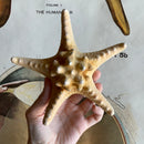 Knobby Starfish