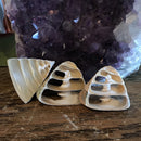 Center Cut Trocus Shell - Curious Nature