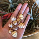 Striped Land Snail Shell - Curious Nature