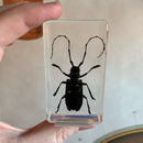 Asian Longhorned Beetle Paperweight