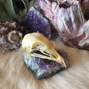 Chukar Partridge Skull - Curious Nature