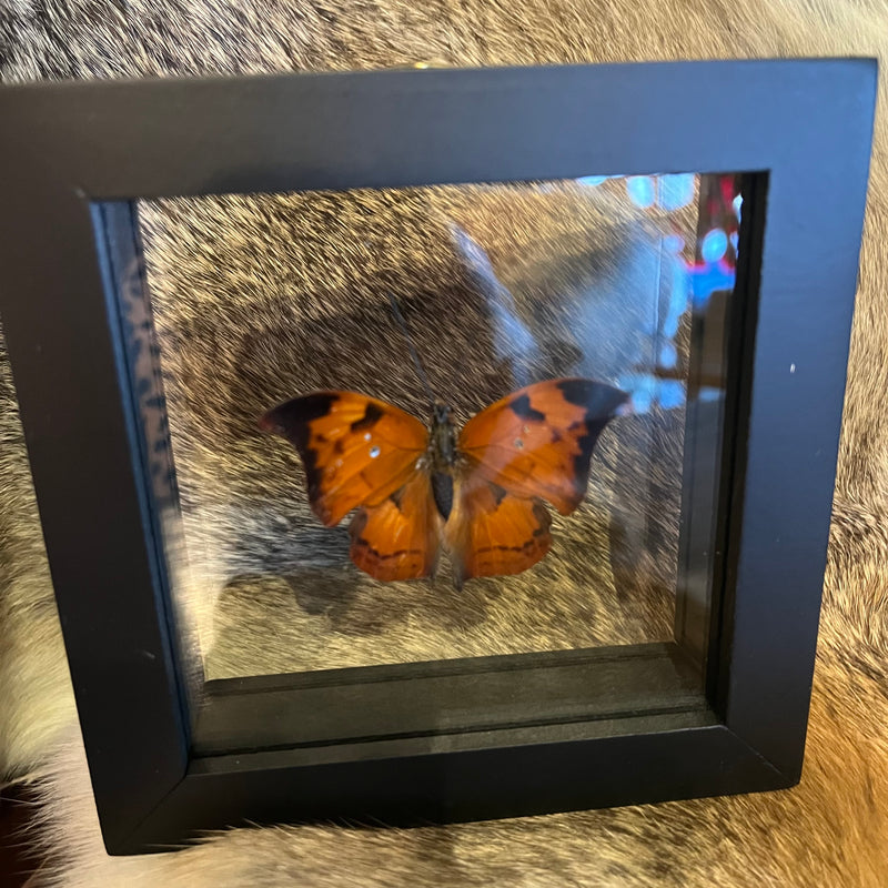 Anaea Butterfly in Double Glass