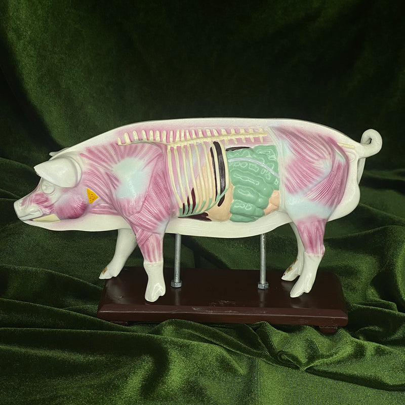 Anatomical Pig Model