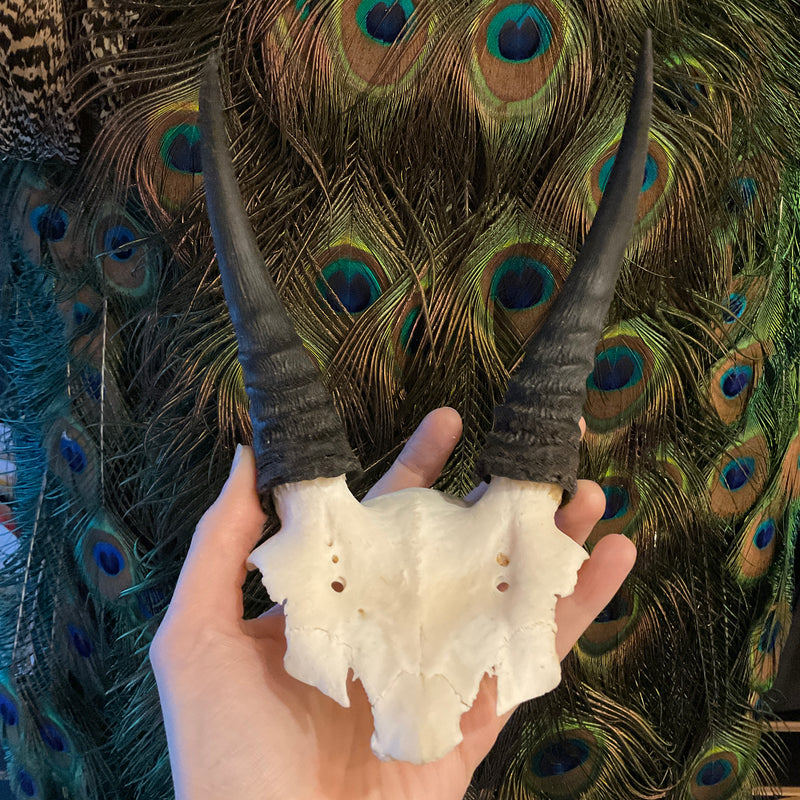 Mountain Reedbuck Skullplate