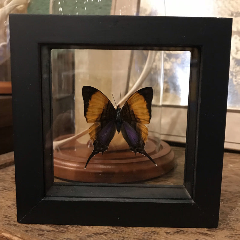 Framed Marpesias Butterflies - Curious Nature