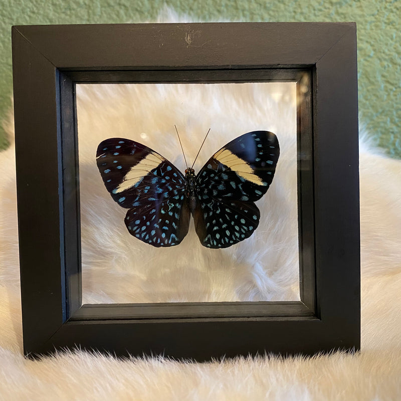 Cracker Butterfly in Double Glass