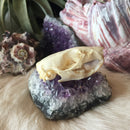 Rat Skull - Curious Nature