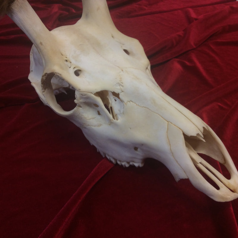 Juvenile Elk Skull