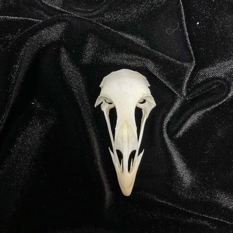 Pheasant Skull