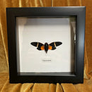 Tosena paviei Cicada in Frame