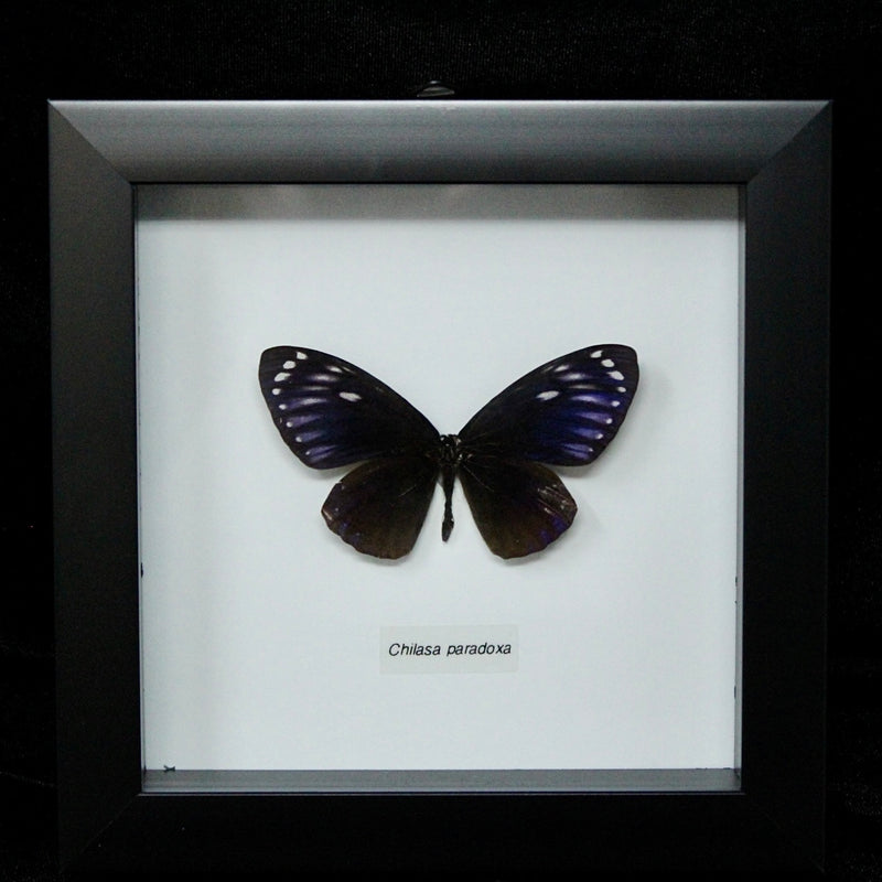 Great Blue Mime Butterfly in Frame