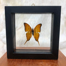 Daggerwing Butterfly in Double Glass