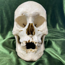 Authentic Human Skull