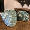 Jade Turbo Shell - Curious Nature