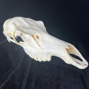 Cow Elk Skull Top