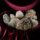 Small Wasp Nest Pieces